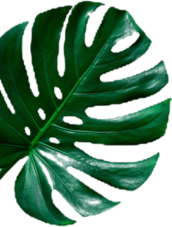 Leaf1 1